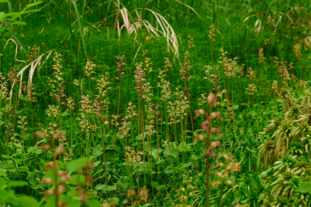 Bradáček srdčitý. Foto: CHKO Brdy