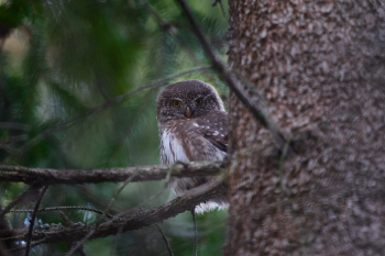 Kulíšek nejmenší. Foto: CHKO Brdy