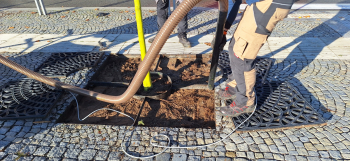 Půdní injektáž pomáhá stromům lépe odolávat nepřiznivým vlivům jako zasolenost, sucho a nedostatečný kořenový prostor. Z realizace na náměstí T. G. Masaryka. Foto: Grown