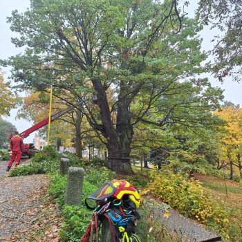 Svatováclavský dub