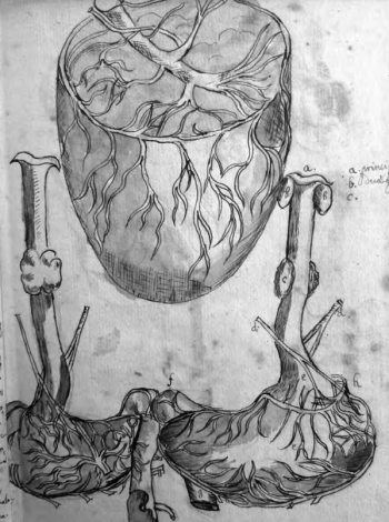 Titulek k dobovému obrázku žaludku:  Vyobrazení s textem převzato ze studie Marie Vymazalové Anatomické ilustrace spisu Leonarda Ferdinanda Meisnera z Löwenberku, AUC-HUCP 2024, LXIV, fasc. 2, s. 31–47